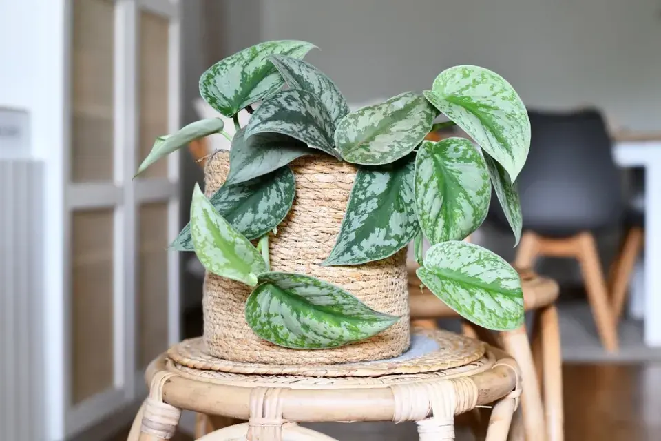 Jarní přesazování pokojových rostlin