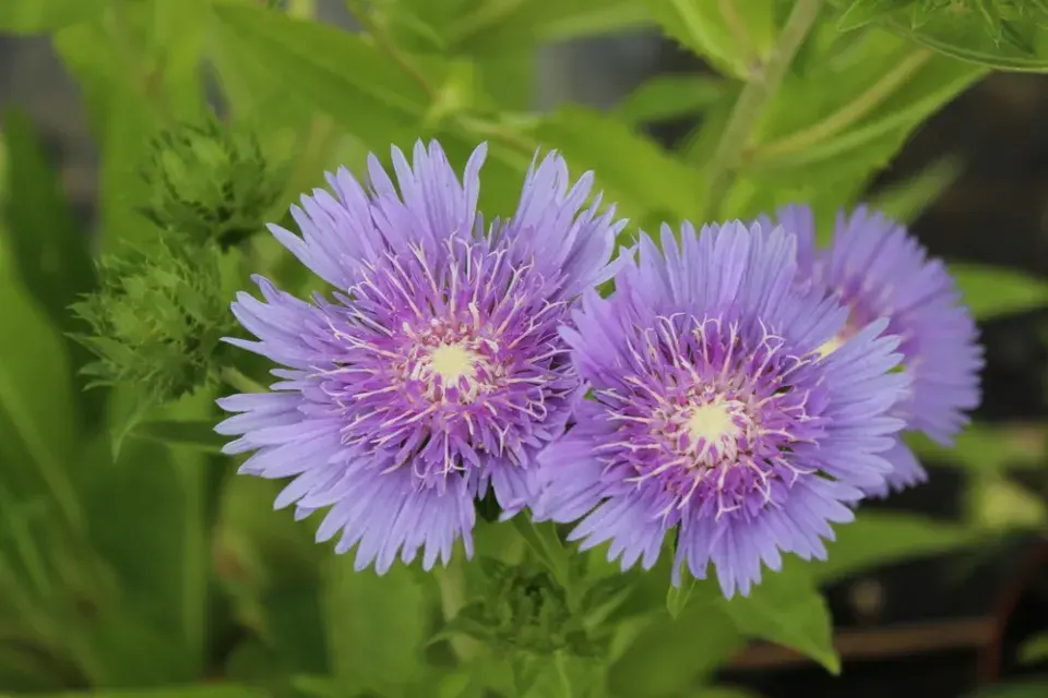 Stálezelená trvalka stokésie