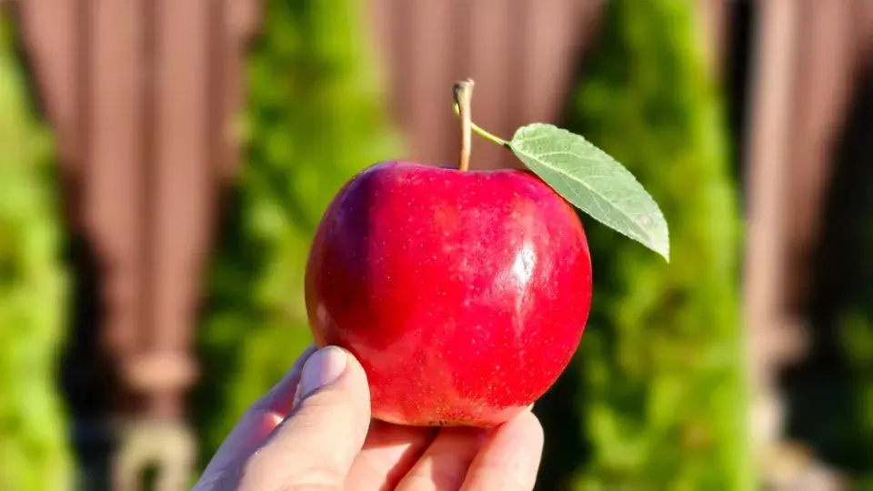 Nejčastější sousedské spory na zahradě: Stromy a přesahující ovoce
