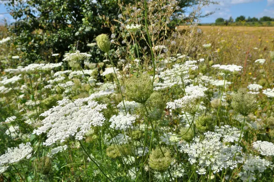 Šíření plevele ze sousední zahrady: Jak vypadá problém, který může skončit u soudu