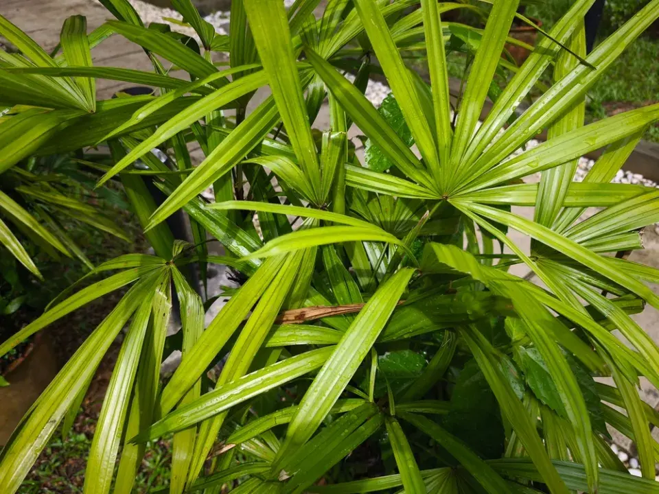 Palmenka neboli bambusová palma