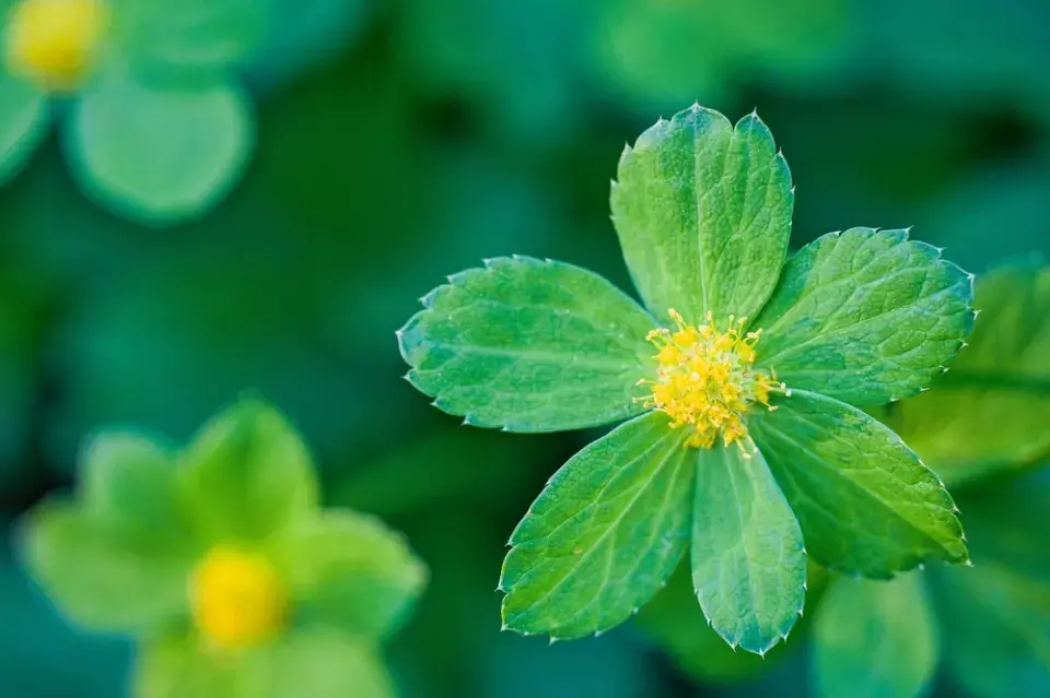 hvězdnatec zubatý (Hacquetia epipactis) 