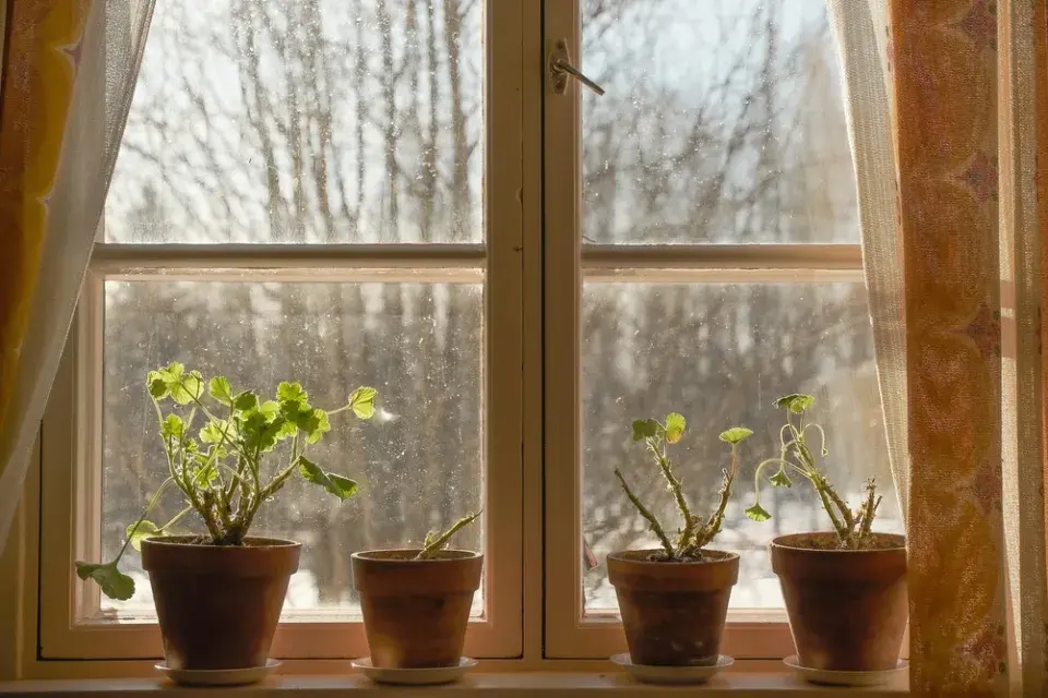 Přesazování muškátů krok za krokem: jak probudit přezimované rostliny k bohatému kvetení