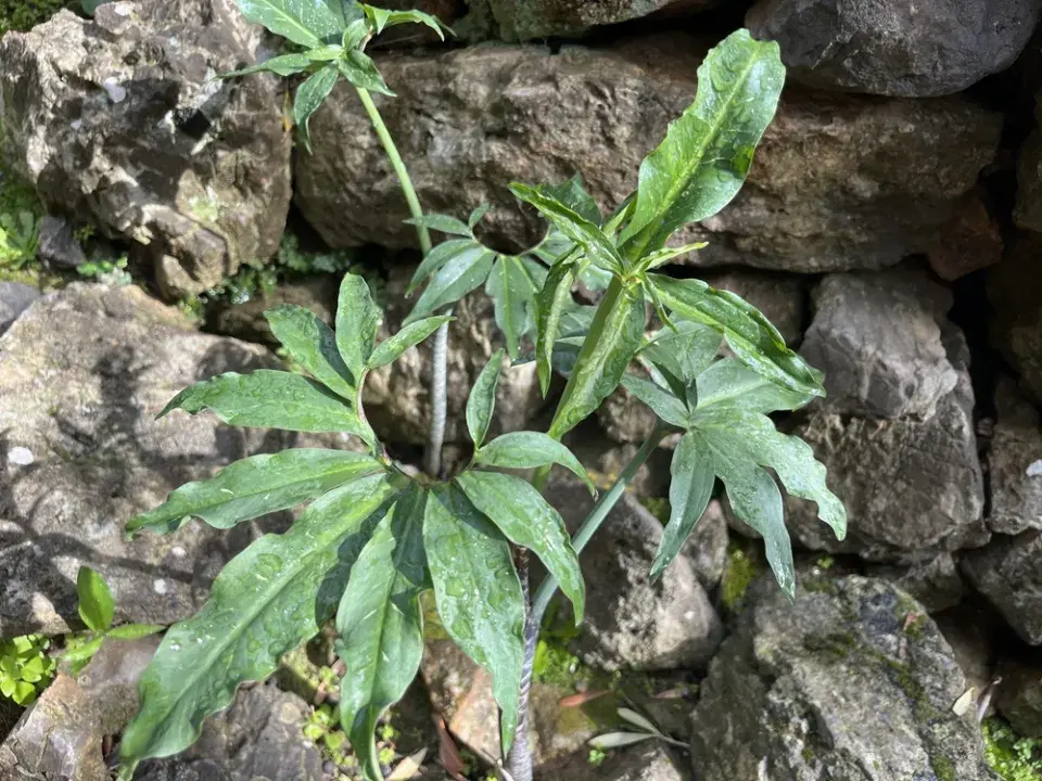 Drakovec neboli aron dračí (Dracunculus vulgaris)