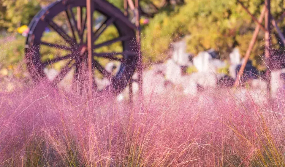 Muhla mexická červená