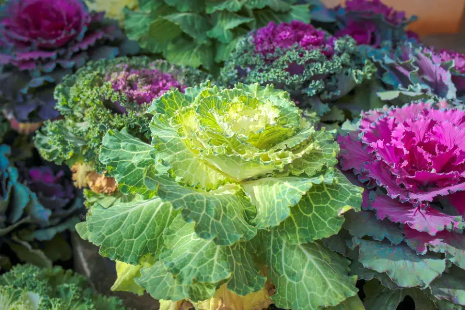 Pěstování kapusty