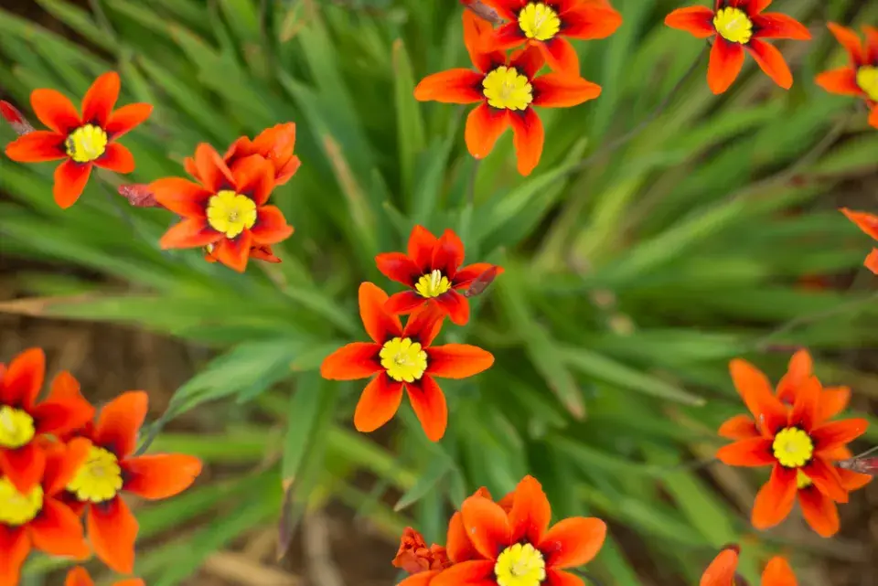 Dřípulka neboli cikánská květina