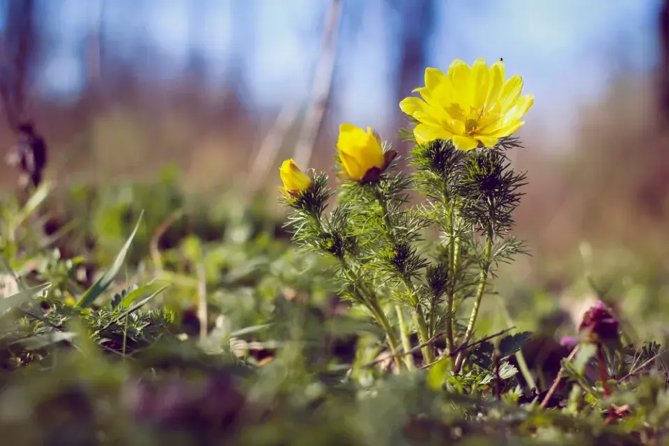 hlaváček jarní (Adonis vernalis)