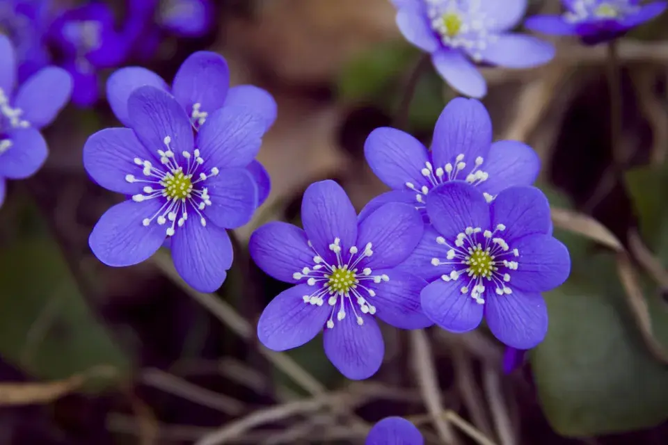 Jaterník podléška (Hepatica nobilis) 