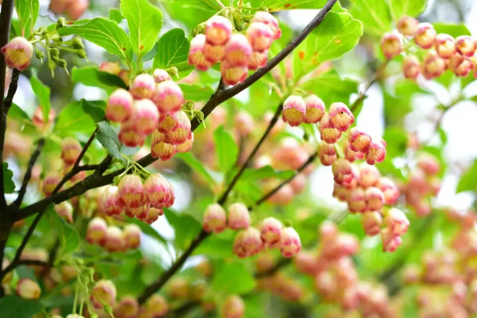 Zvonkovec neboli datyně