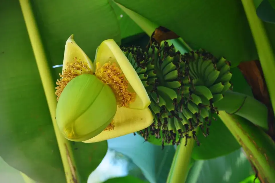 Pěstování banánovníků