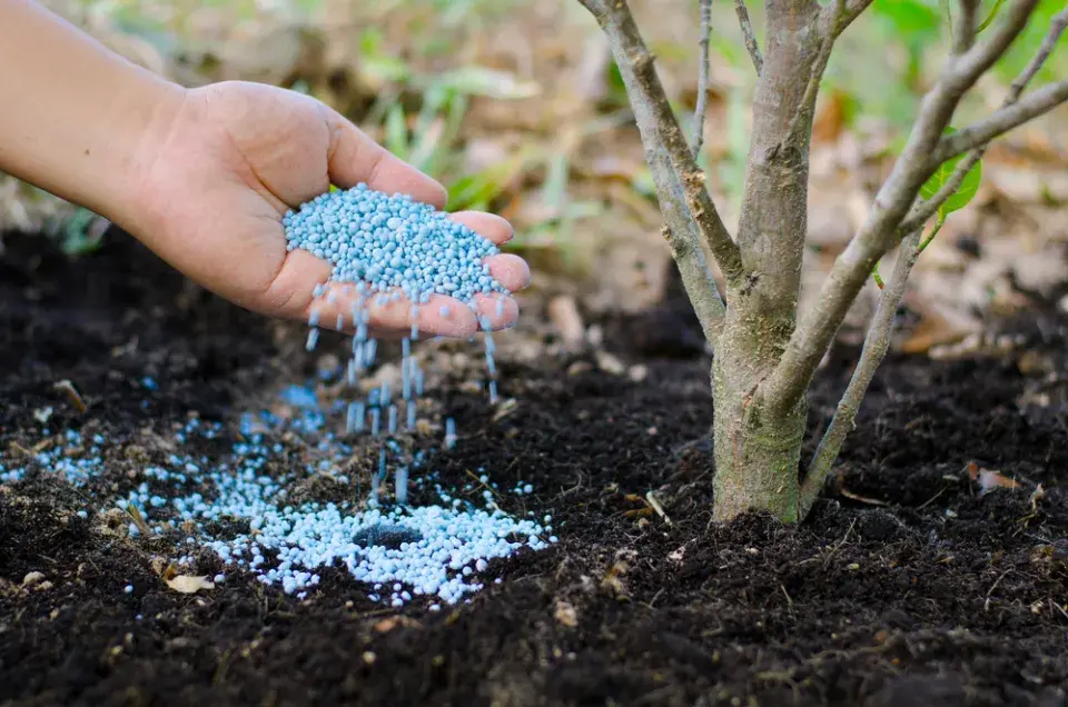 Jarní hnojení ovocných stromů