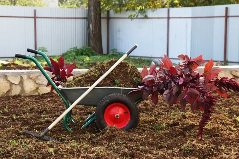 Šíření plevele ze sousední zahrady: Jak vypadá problém, který může skončit u soudu