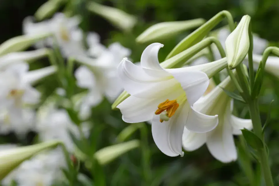Velikonoční lilie (Lilium longiflorum) 