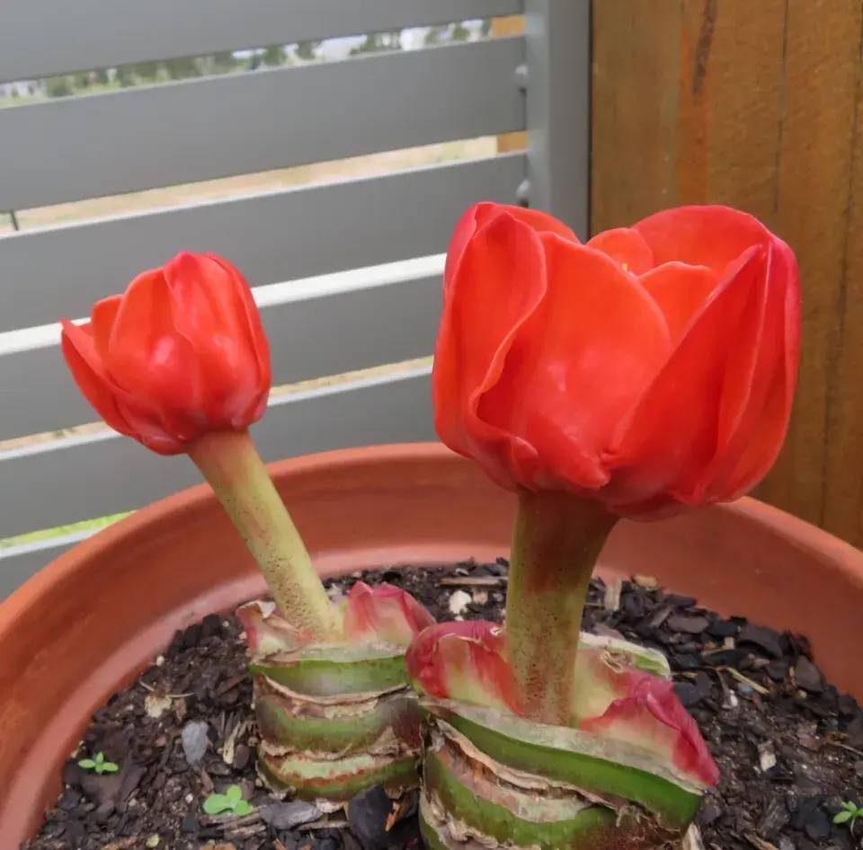 Krvokvět natalský (Scadoxus puniceus) 