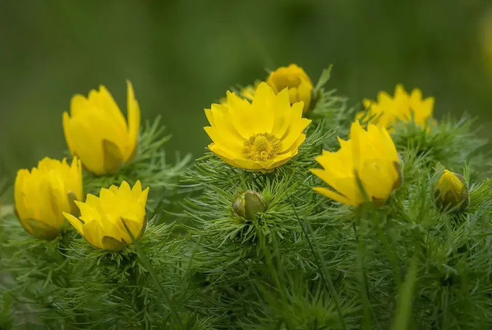 hlaváček jarní (Adonis vernalis)