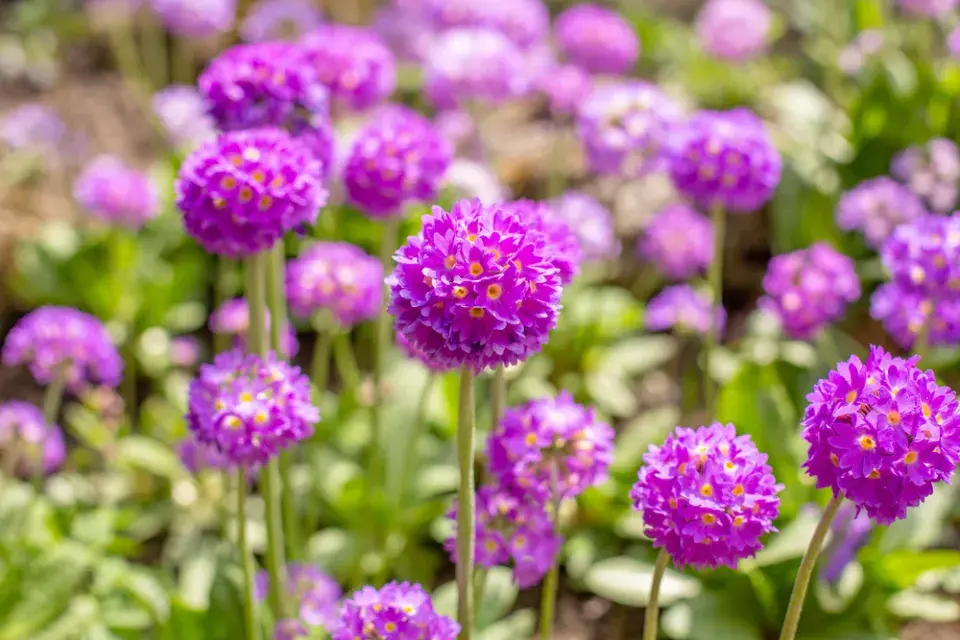 Prvosenka zoubkatá (Primula denticulata) 