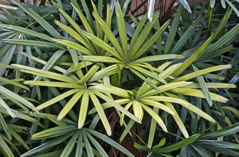 Nenáročná palma palmenka