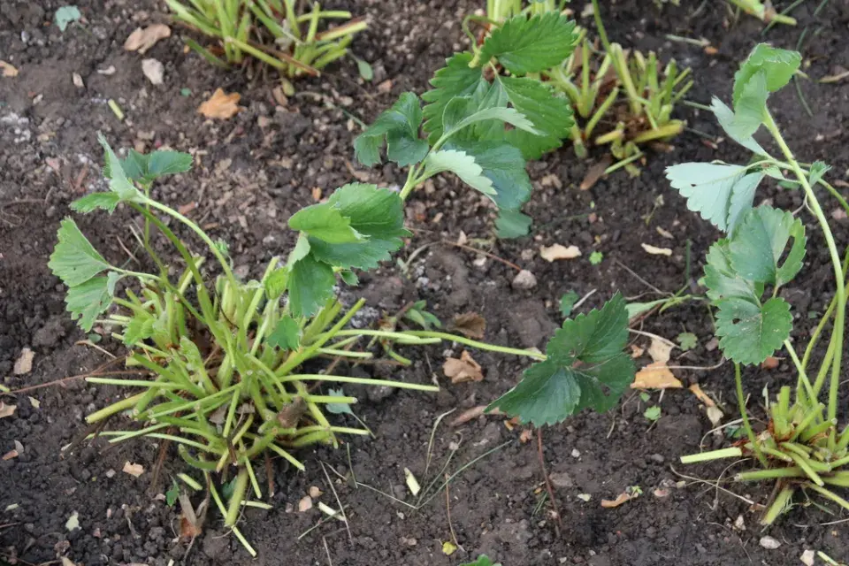 Péče o jahodníky obrazem: Jarní kroky pro maximální úrodu