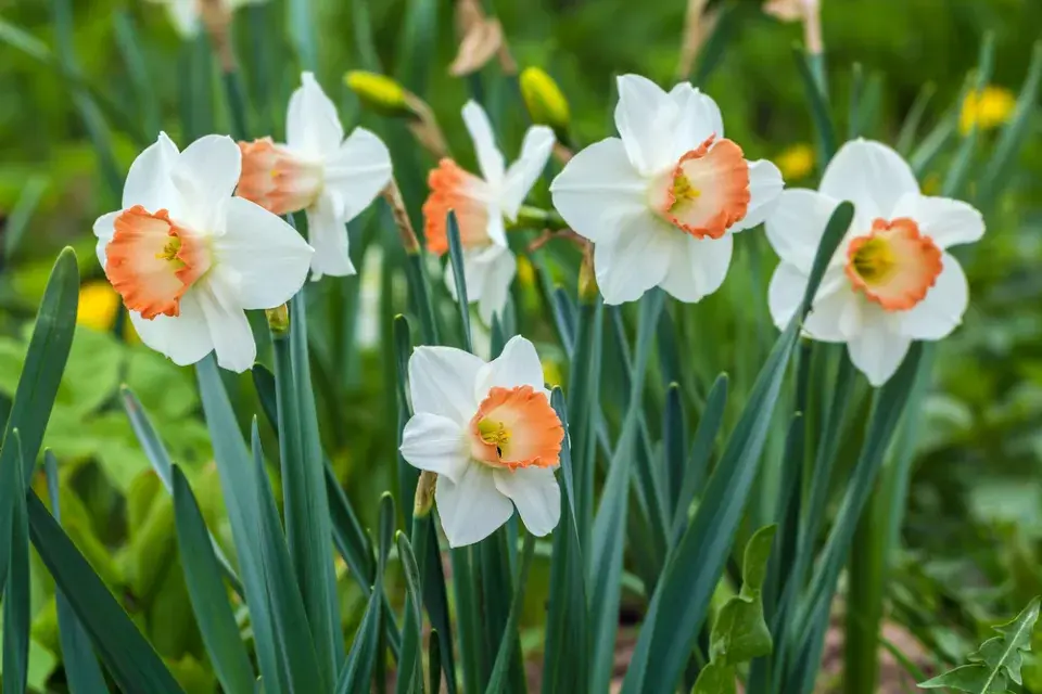 Pašijový týden v zahradě: Květiny, tradice a jarní probuzení