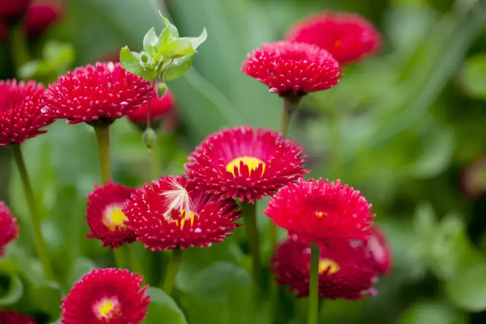 Zahradní sedmikrásky (Bellis perennis)