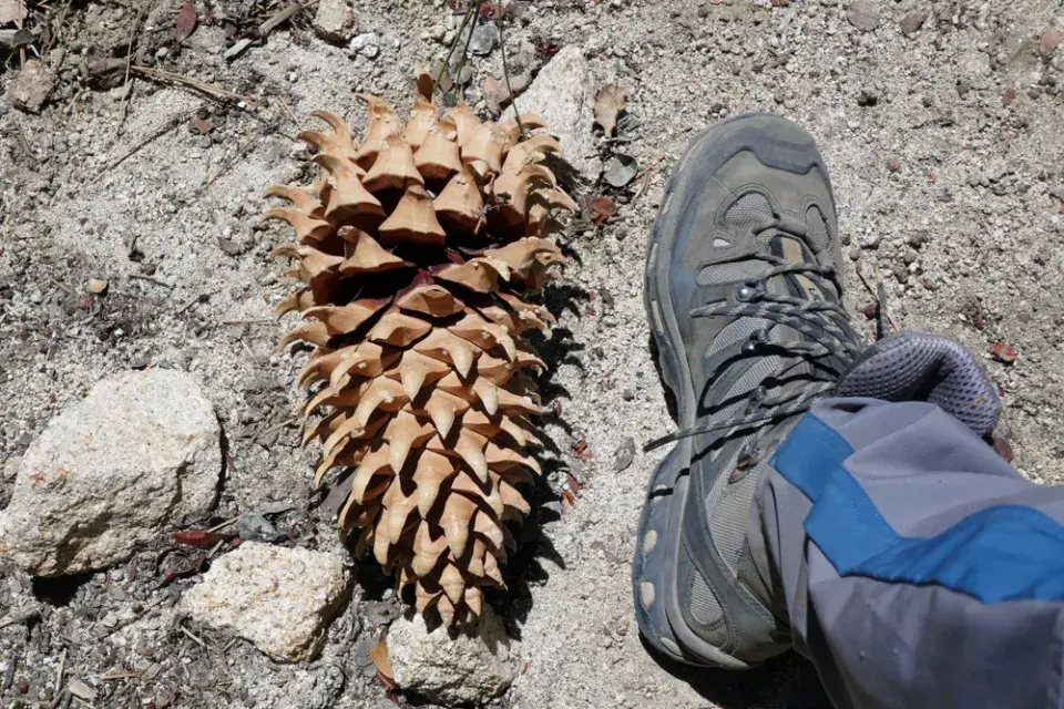 Největší stromy světa: Obři, kteří přepisují hranice přírody