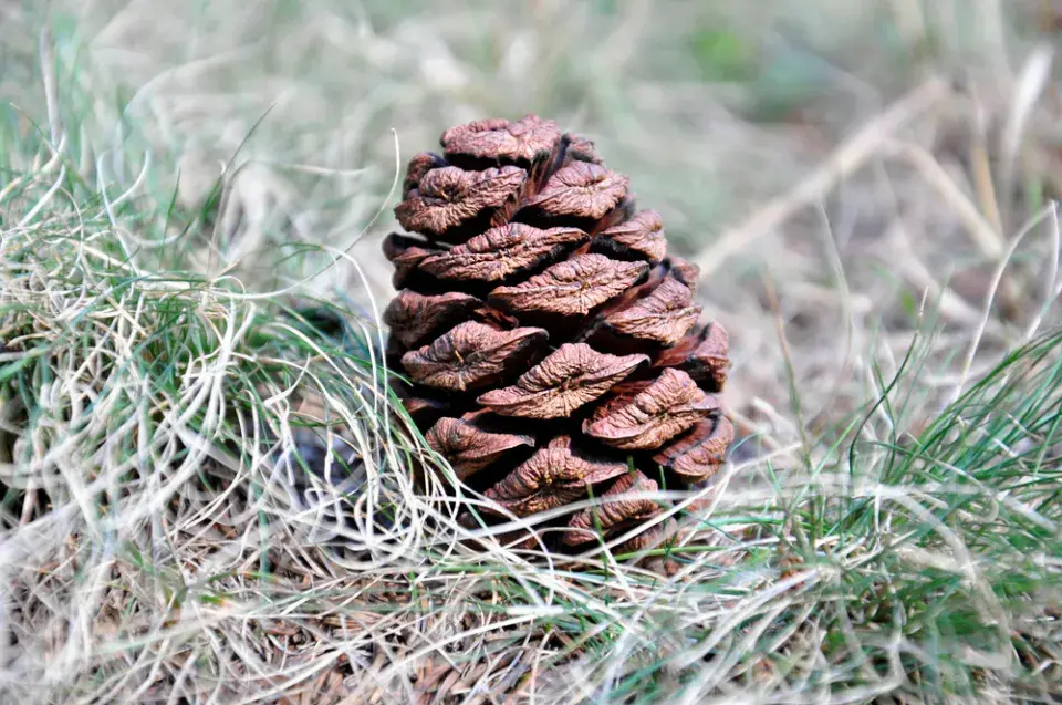 Největší stromy světa: Obři, kteří přepisují hranice přírody