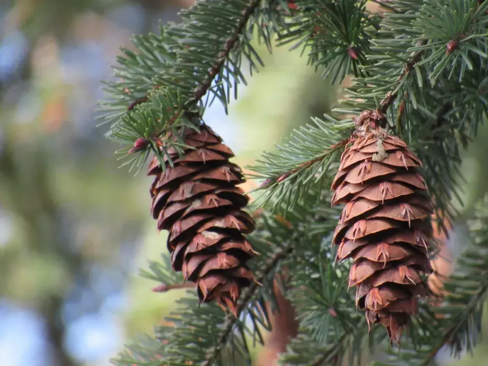 Největší stromy světa: Obři, kteří přepisují hranice přírody