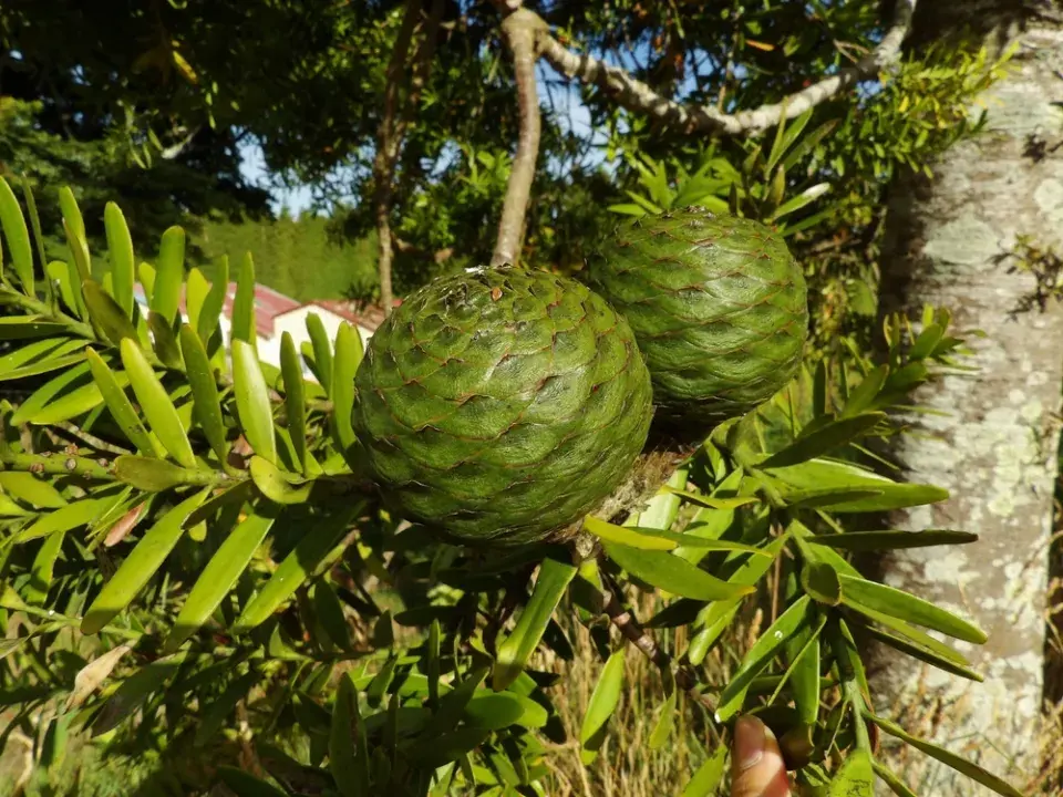 Největší stromy světa: Obři, kteří přepisují hranice přírody