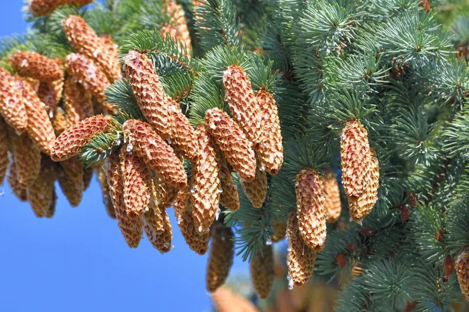 Největší stromy světa: Obři, kteří přepisují hranice přírody