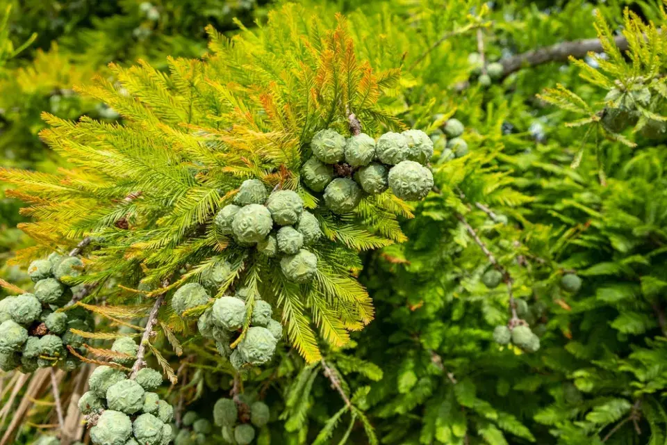 Největší stromy světa: Obři, kteří přepisují hranice přírody