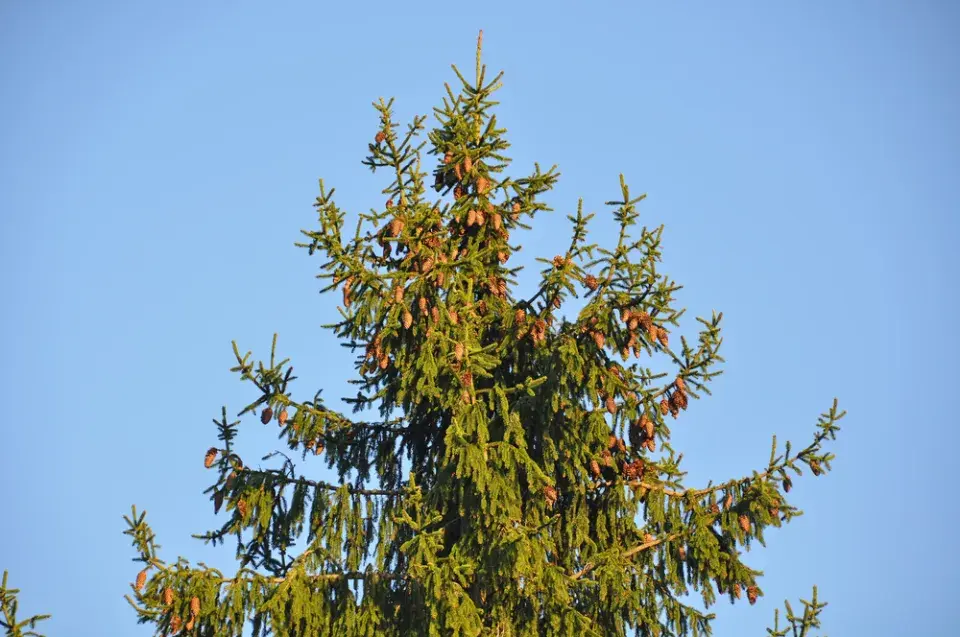 Největší stromy světa: Obři, kteří přepisují hranice přírody