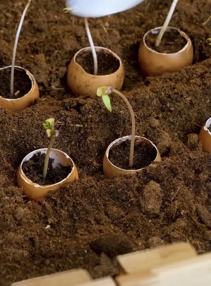 Předpěstování rostlin ve vaječných skořápkách