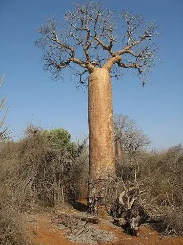 Pěstování baobabu v Česku
