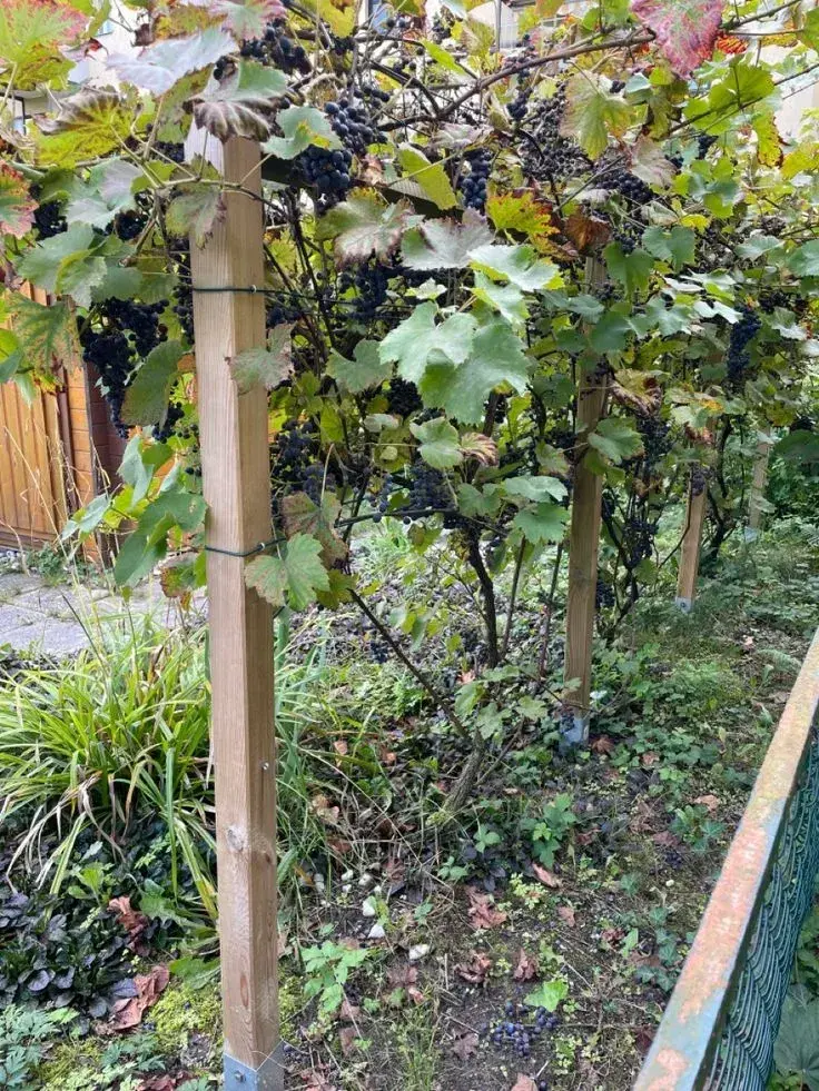 Vedení vinné révy