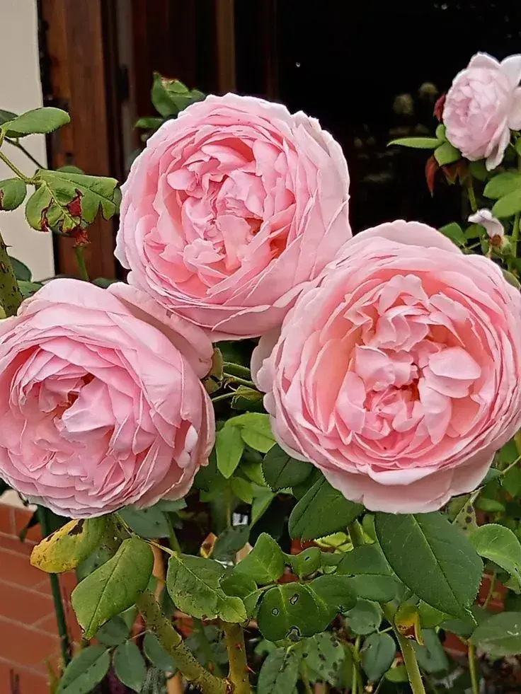 Původ zahradních rostlin