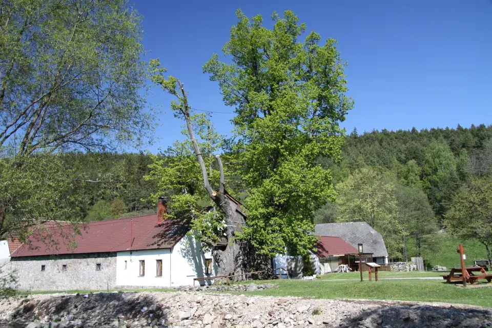 Nejúchvatnější a památné chráněné dřeviny České republiky