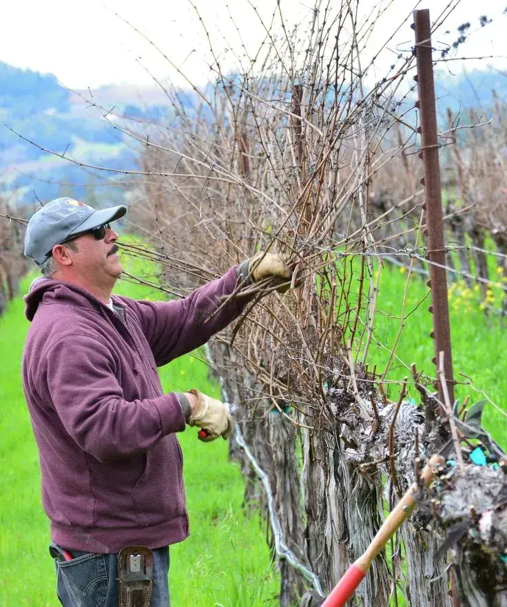 Řez vinné révy 