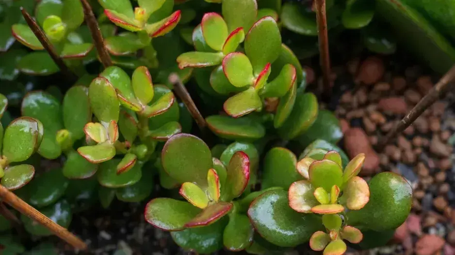 Rostliny pro štěstí