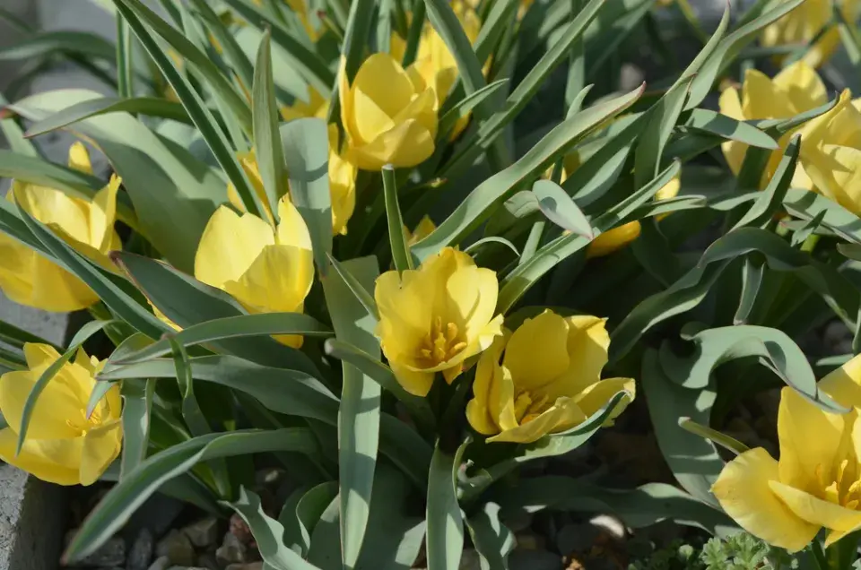 Botanické tulipány