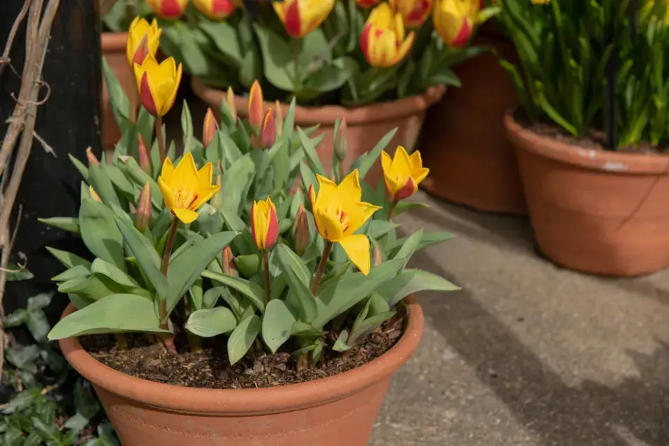 Botanické tulipány