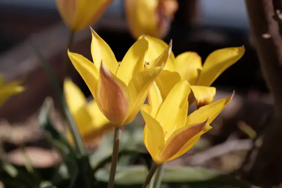 Botanické tulipány