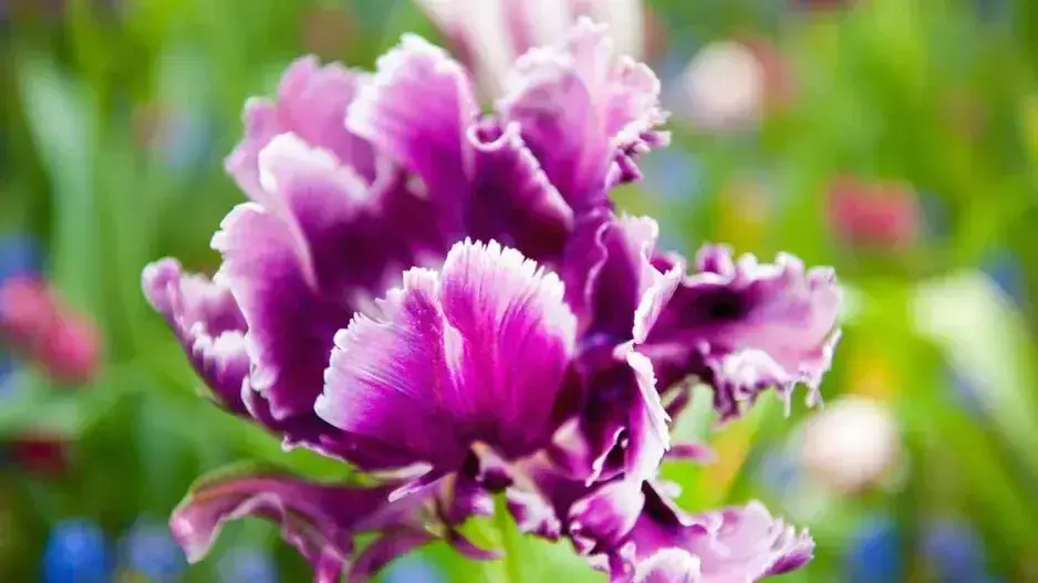 Nejkrásnější rostliny