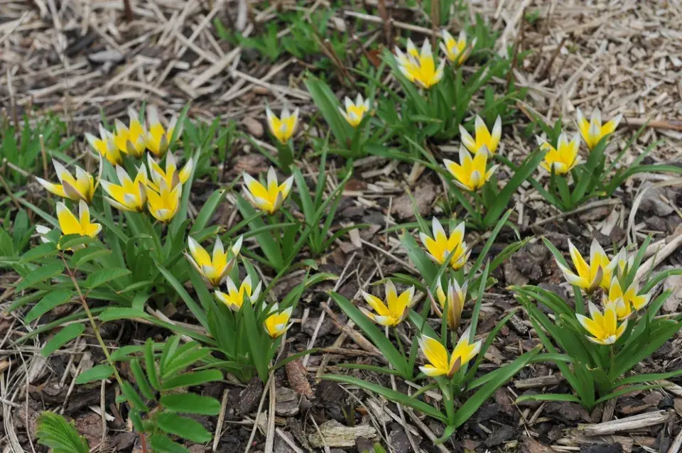 Botanické tulipány
