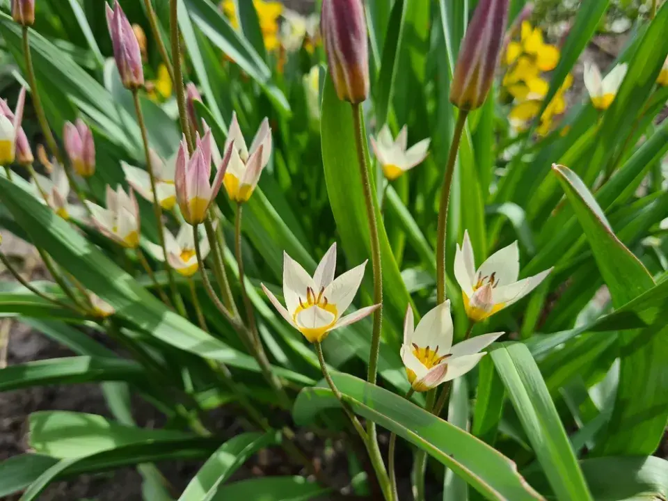 Botanické tulipány