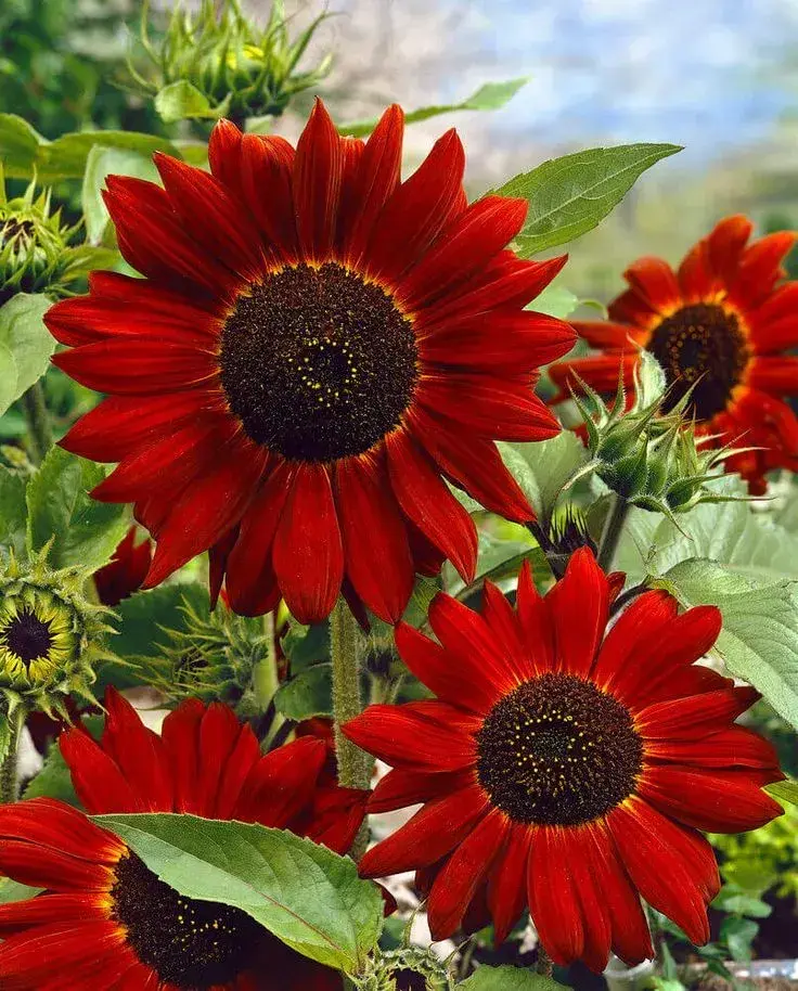 Původ zahradních rostlin