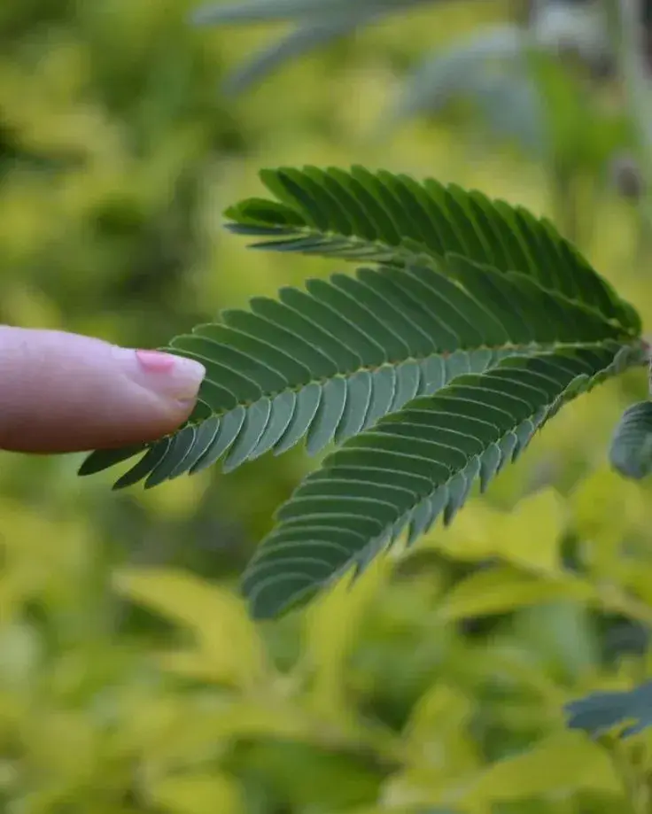 Rostlina, která reaguje na dotek