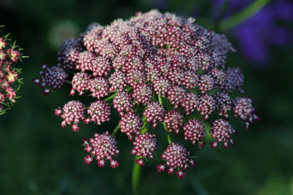 Okrasná mrkev (Daucus carota) 