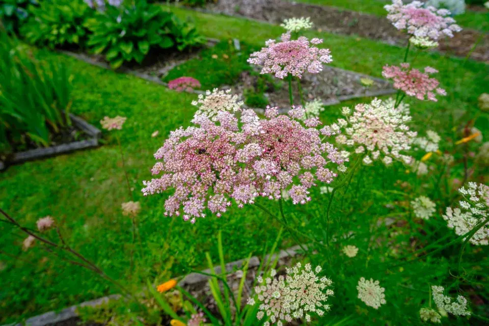 Okrasná mrkev (Daucus carota) 