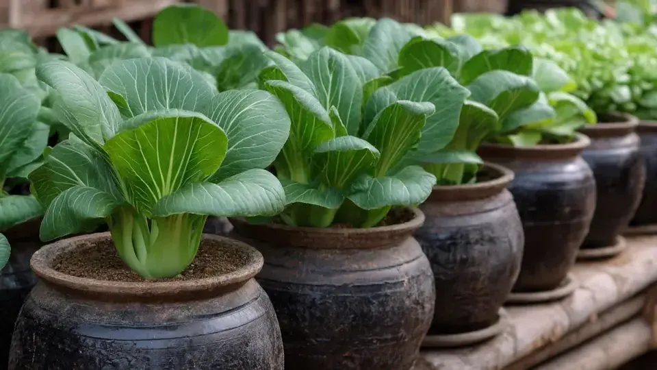 Pak Choi 